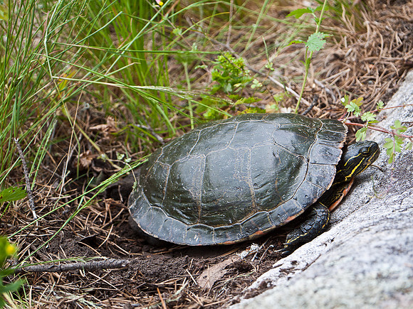 07:15 on Thursday morning, a turtle laying eggs. At least I think that's what it was doing!