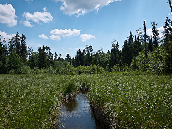 Too narrow to canoe, we hump across the bog.