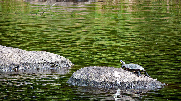 We had neighbors in our little bay.