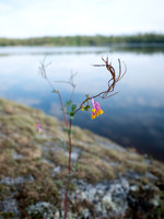 The flowers in WCPP are always accomodating to my camera.