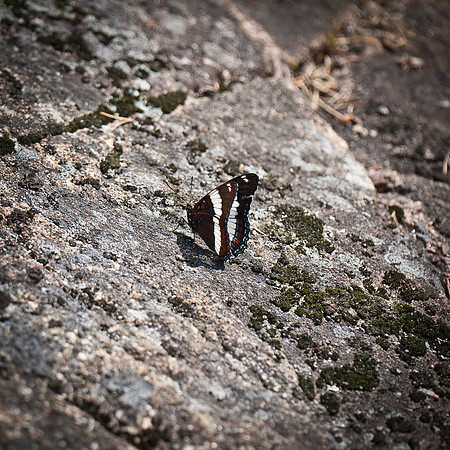 This little guy was fluttering around the camp site on Sunday morning.