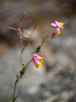 Flowers around camp.