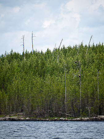Bald Eagles are a welcome visitor up here.