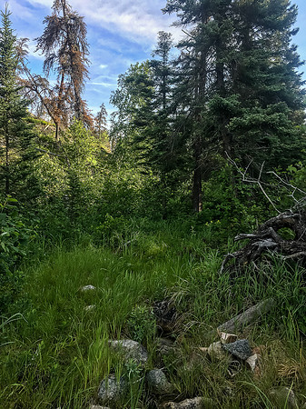 The 525m portage from Amber to Nutria Lake was as manky and muddy as usual. The fire burnt all around it but it was too wet to burn the trail!