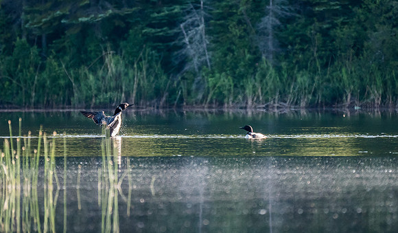 We spent a few minutes watching these loons flirt with each other before continuing to the first portage out of Telescope Lake.