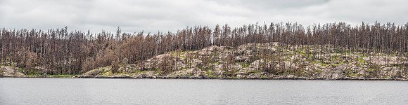A tele-pano of the burnt and bug infested shoreline north of our camp site on the northern end of Wrist Lake.