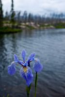 An Iris (new growth) with the burn in the background.