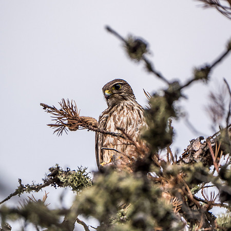 This local resident freaked out on us every time we moved in camp!
