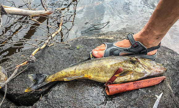 An Optic Lake Walleye for lunch!