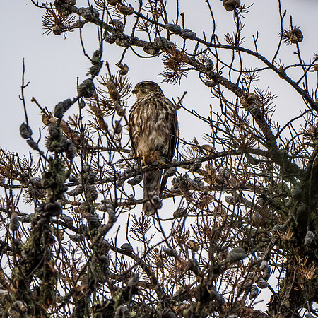 An osprey keeps close watch on us.