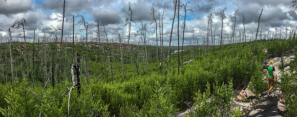 More of the interesting terrain on the 575m portage between Gulch and Jigsaw. We're walking back towards Gulch Lake to pick up the canoe here - you can just see the lake right of center.