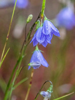 Despite the storms, there is still tranquil beauty all around us.