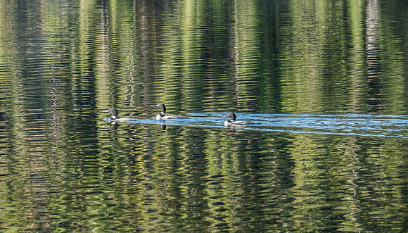 Four loons welcome us to WCPP on Day 2.