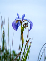 One of my favorite flora in WCPP - the Iris.