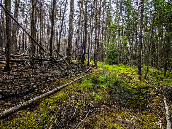The stark contrast between burn and moist is very noticeable at the top of the portage trail. The falls are oos at right here.