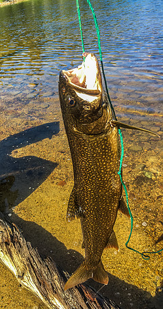 The one and only Lake Trout of the trip - caught in Upper Hatchet.