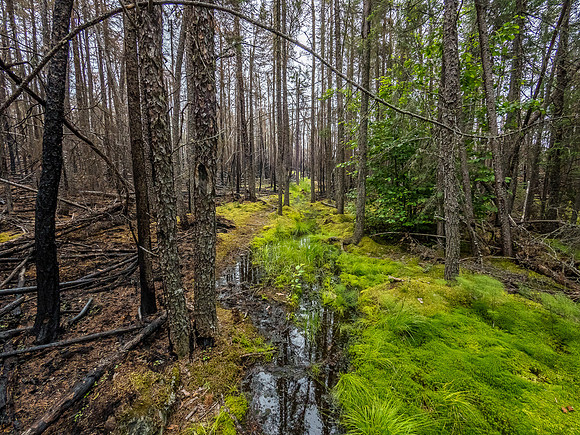 The stark contrast between burn and moist is very noticeable at the top of the portage trail. The falls are oos at right here.