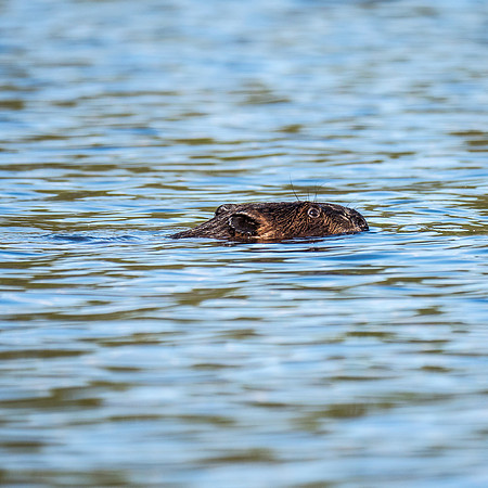 The closest I've come to a beaver in the wild before.