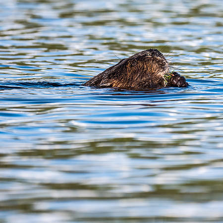 The closest I've come to a beaver in the wild before.