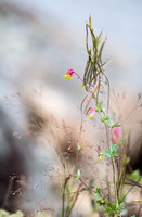 Despite the storms, there is still tranquil beauty all around us.