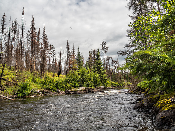 The very productive chute that is the entry of the Rostoul River to Hansen Lake. Lots of Walleye in here but difficult to position the boat thanks to the strong current.