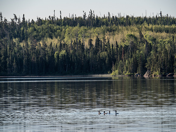 Four loons welcome us to WCPP on Day 2.