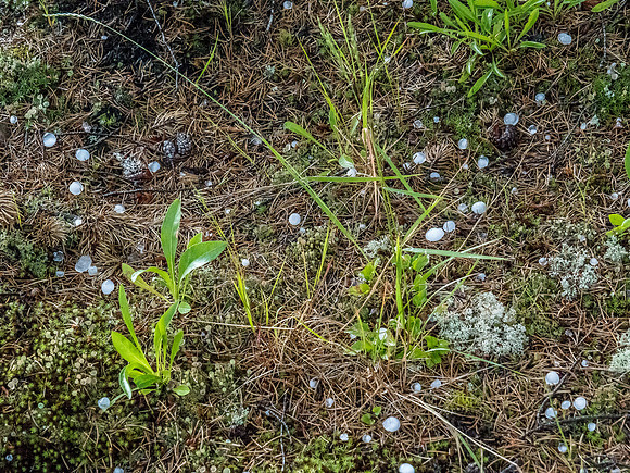 Hail was not a welcome sight as we huddled under that flimsy, cheap, thin blue tarp.