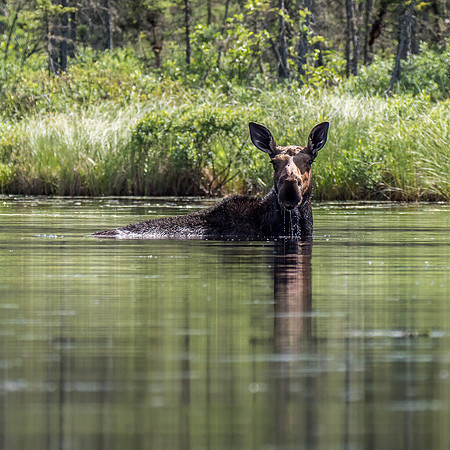 A cow moose feeds in Douglas Creek.
