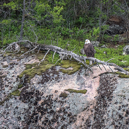 The king of Cyclops Lake surveys us coldly from a cliff.