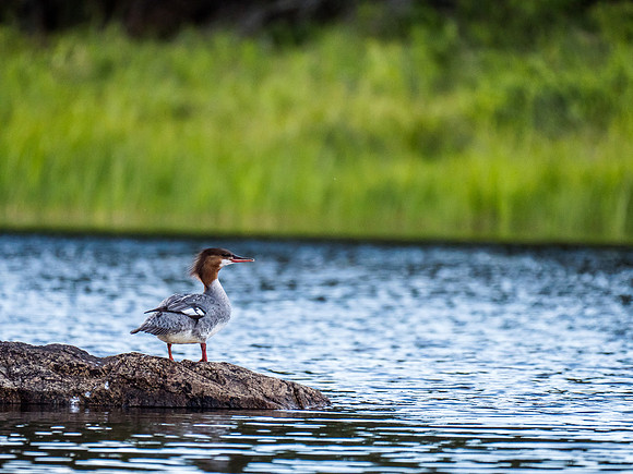 We went out in the canoe again in the evening, thanks to some clearing skies and I took this shot of a Female Merganser.