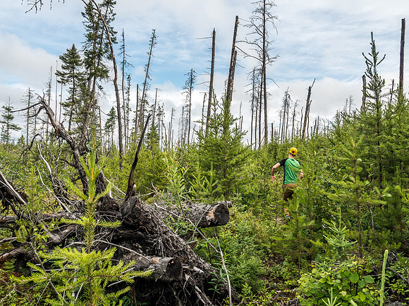 Thanks to regular maintenance the portage through the 2005 burn is fairly open and easy to follow.
