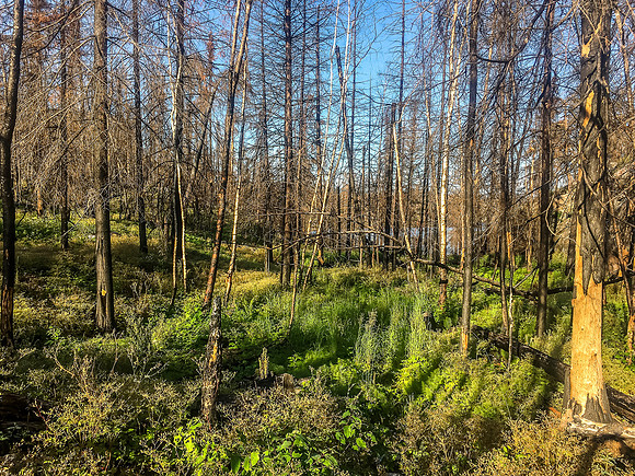 The burn went through the portage between Streak and Amber Lake but didn't really affect the portage.