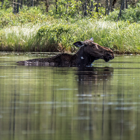 Moose are so ugly!