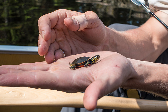A baby Painted Turtle.