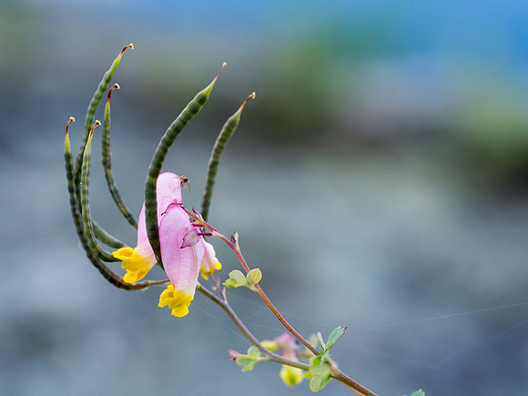 I have searched high and low to find out what these distinctive flowers are - they're all over WCPP - and I haven't found out yet.