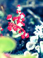 I think this is Cladonia or Club Lichens.
