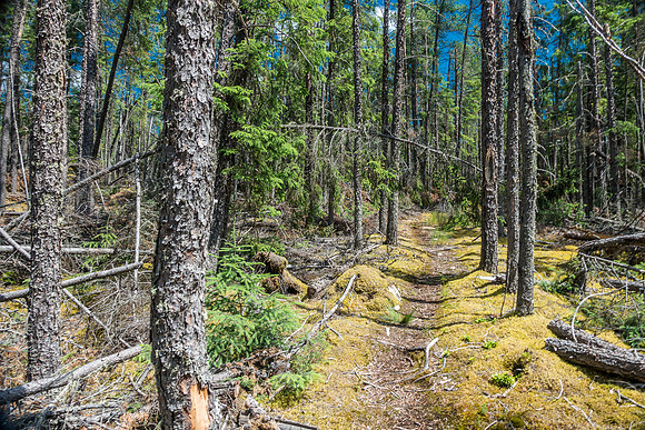 Gorgeous section of portage trail.