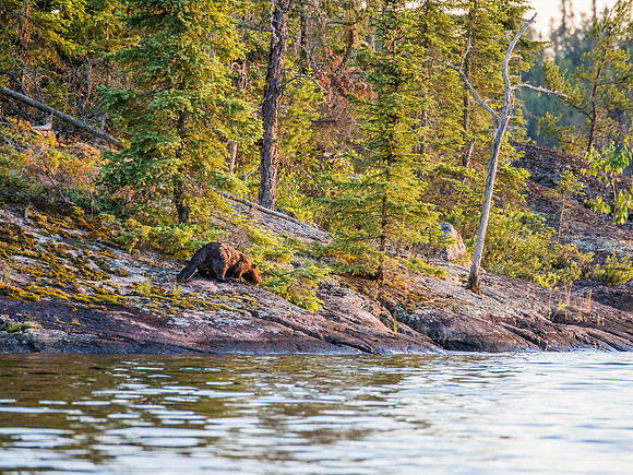 Rare to see beavers out of the water this close.