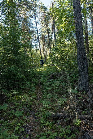 A delightful walk in the woods. I wonder what this is like after the burn in 2016?