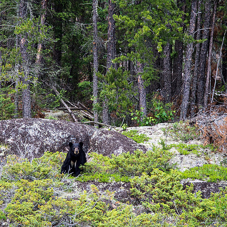 A very nice (and large) black bear was the reward for being in front of the group for a while.
