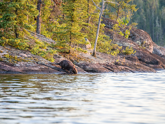 Rare to see beavers out of the water this close.