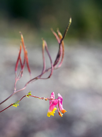 WCPP Flora