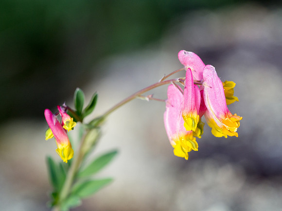 WCPP Flora