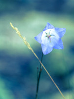 Bluebells