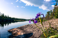 A nice summary of the trip - colorful flowers, blue sky, Jack Pine, Black Spruce, calm waters and Canadian Shield rock.