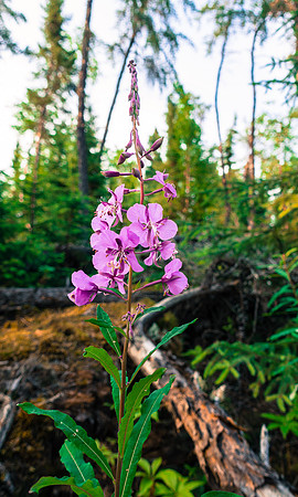Fireweed behind our tents near where Rod and Tim scared off a large black bear.