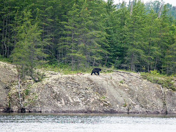 Sure enough! It's the same (I'm assuming) bear from the evening before, casually eating his breakfast beside our camp.