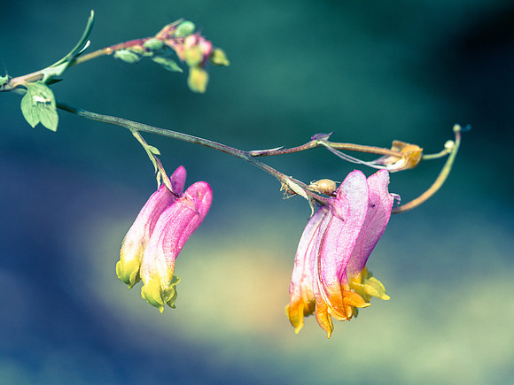 WCPP Flora