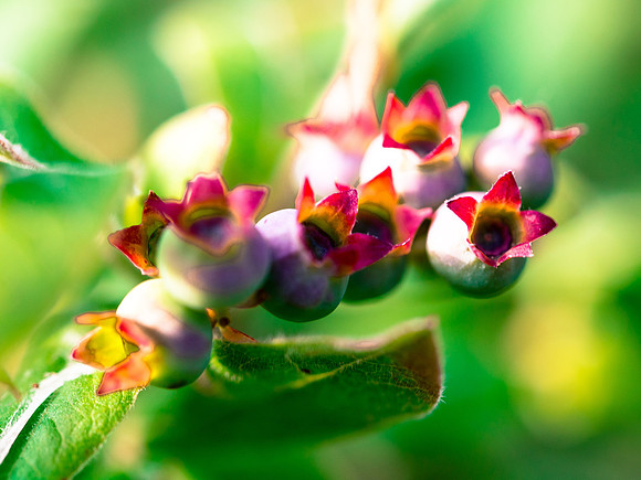 WCPP Flora