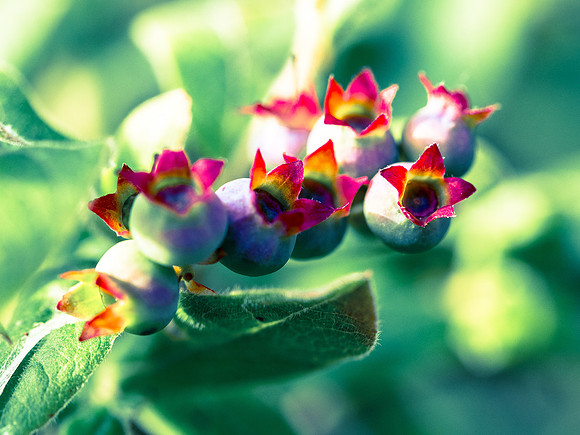 WCPP Flora
